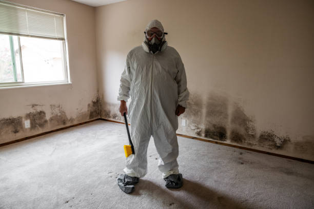 Best Basement Mold Remediation in West Ocean City, MD